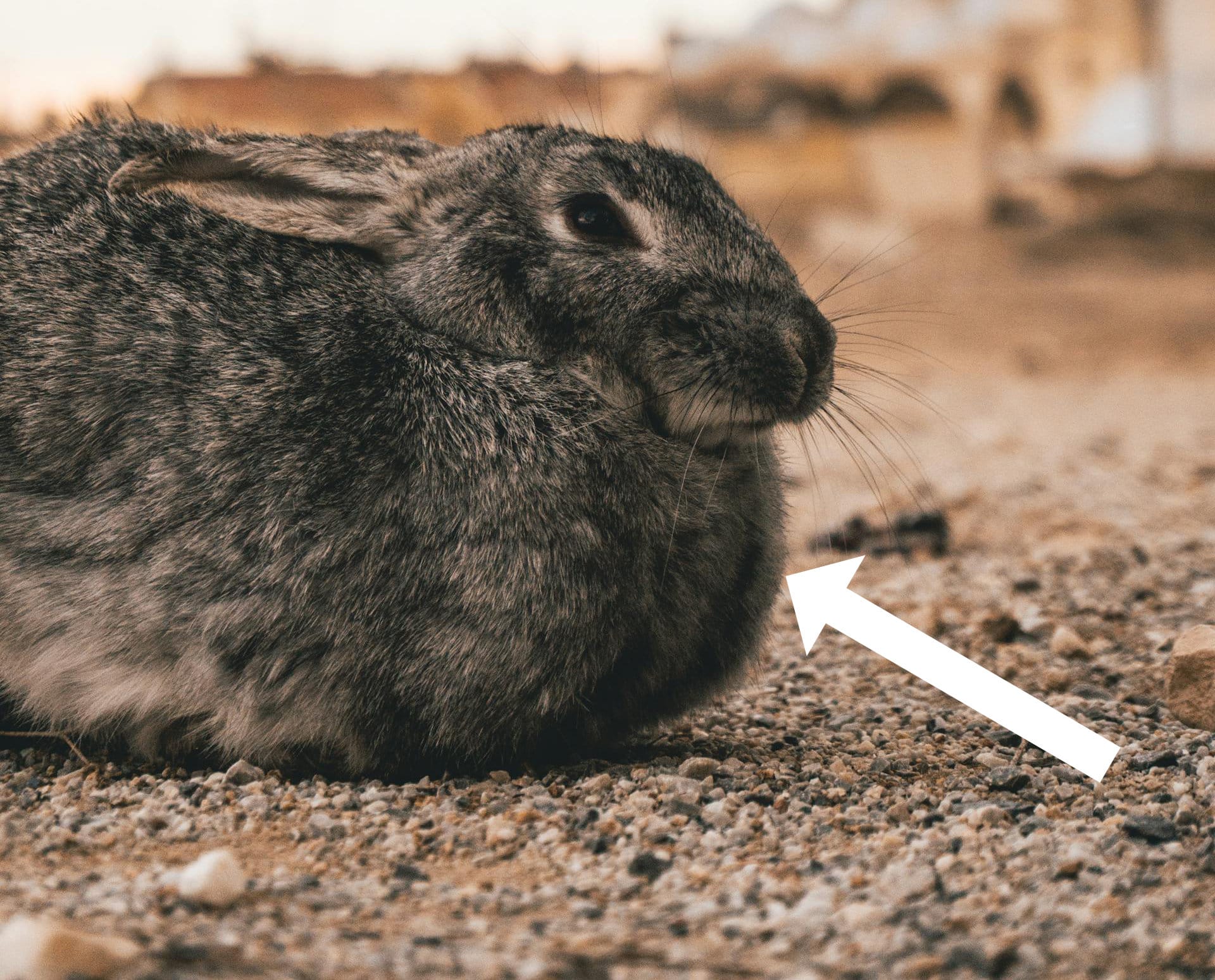 Bunny with a big dewlap and an arrow pointing to it